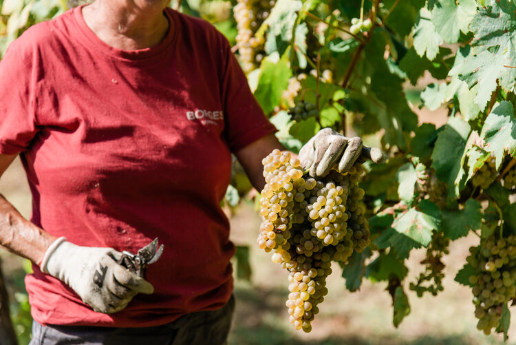 Rapport om skördarna 2025 i Douro och Vinho Verde